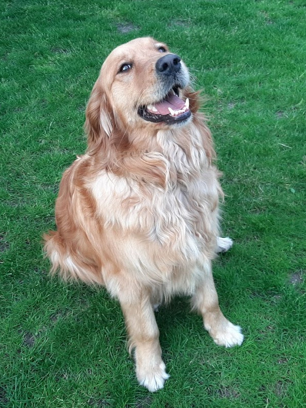 A kutyám, aki egy Golden retriever.